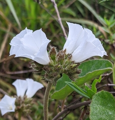 Jacquemontia guianensis