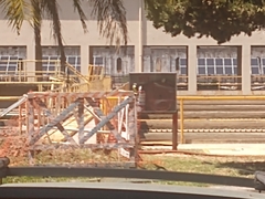 Pitangus sulphuratus