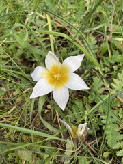 Romulea bulbocodium