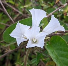 Jacquemontia guianensis