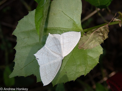 Acropteris illiturata