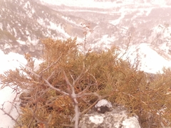 Juniperus pseudosabina