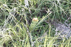 Leobordea