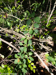 Barleria rotundifolia