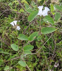 Jacquemontia guianensis