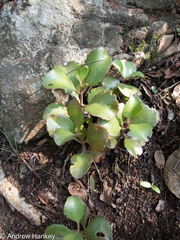 Kalanchoe sexangularis