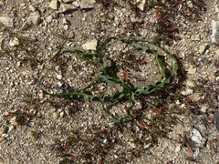 Chlorogalum pomeridianum
