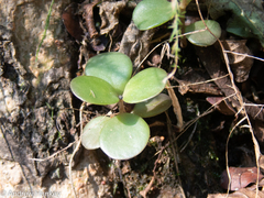 Kalanchoe rotundifolia
