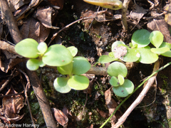 Kalanchoe rotundifolia