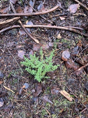 Calluna vulgaris