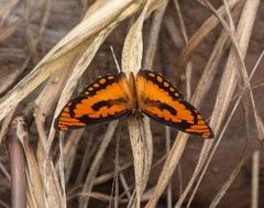 Byblia anvatara