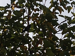 Molothrus bonariensis