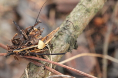 Mycena viridimarginata