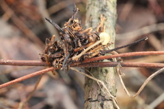 Mycena viridimarginata