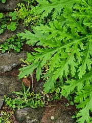 Argyranthemum haematomma