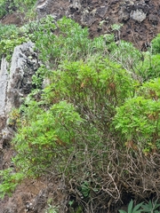 Argyranthemum haematomma