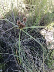 Cyperus congestus