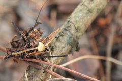Mycena viridimarginata