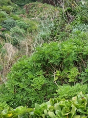 Argyranthemum haematomma