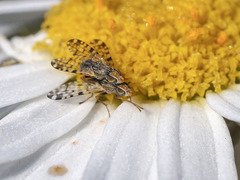 Campiglossa sororcula