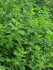 Argyranthemum haematomma