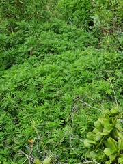 Argyranthemum haematomma