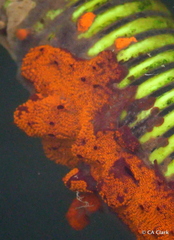 Botrylloides diegensis