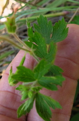 Geranium schlechteri