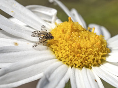 Campiglossa sororcula