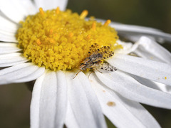 Campiglossa sororcula