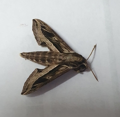 Hippotion velox