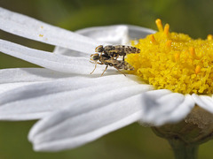 Campiglossa sororcula