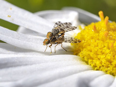 Campiglossa sororcula