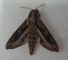 Hippotion velox
