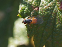 Pegomya bicolor