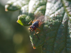 Pegomya bicolor