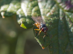 Pegomya bicolor