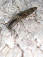 Conoderus fuscofasciatus