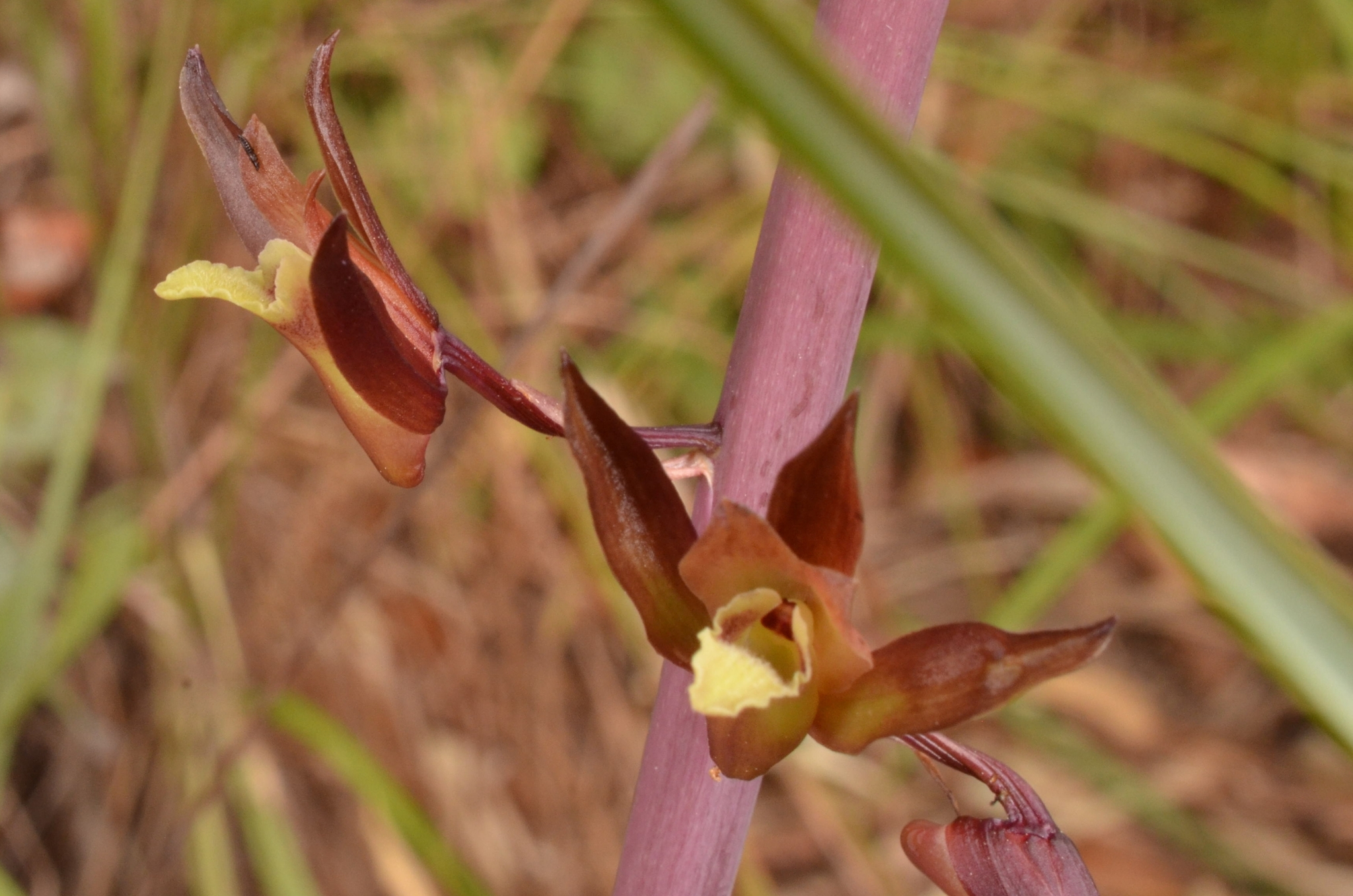 Eulophia zollingeri — ảnh 2