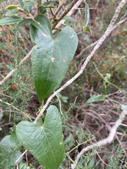 Smilax aspera