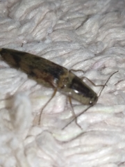 Conoderus fuscofasciatus