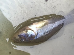 Aphredoderus sayanus
