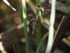 Trypetoptera punctulata