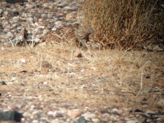 Chlamydotis undulata