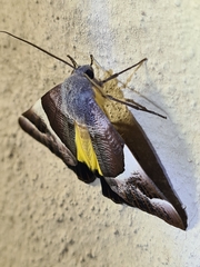 Niceteria macrocosma