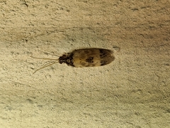 Hemerobiidae