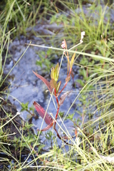 Persicaria hystricula