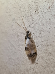 Hemerobiidae