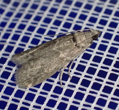 Ectomyelois ceratoniae