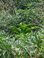 Scilla madeirensis image